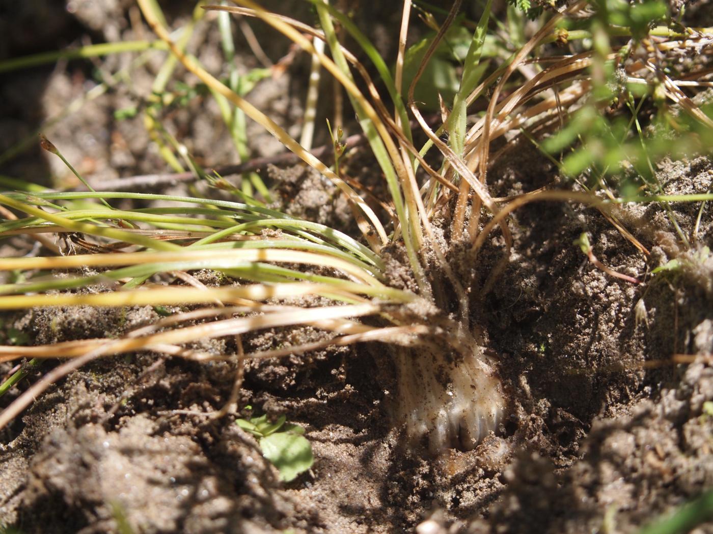 Quillwort of Durieu leaf